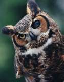 OwL ATC Swap!