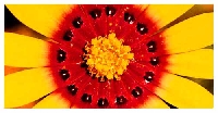 FLORAL Postcard Swap - Quickie