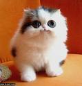 >>> CaT sTuFFiE....! <<<