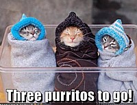 LOLcats!  I Can Has ATCz???