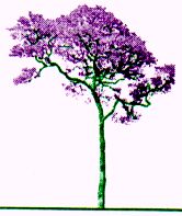 My favorite tree