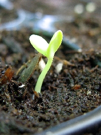 Seed swap