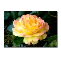 POSTCARD - FLORAL - QUICKIE #2