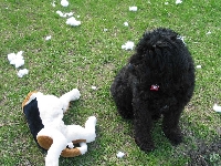 Small Doggie Toy Swap Round 2