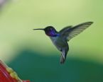 Hummingbirds and More Hummingbirds