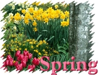 Spring Bottle Caps