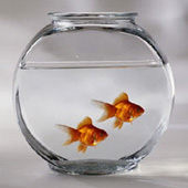 Here fishy, fishy, fishy