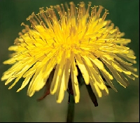 Dandelion Days ~ Postcard