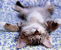 I Love My Cat! Email Swap