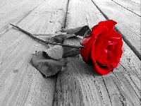 JUNE'S BIRTH FLOWER / ROSE