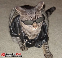 Cat Lovers Unite!