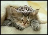 kittykat postcard swap