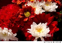 April showers bring May flowers(E-mail)