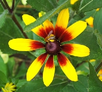 wildflower atc