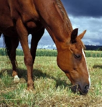 Horse Postcard Swap