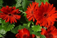 Flower Photo Challenge #2(Email)