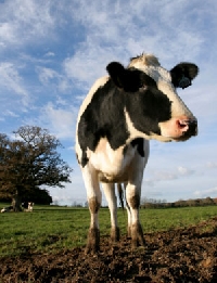 Farm Animal ATC