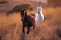 Horse Postcard Swap #2