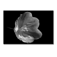 Black & White Postcards