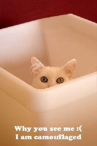 All About The Cats (Int)-Email