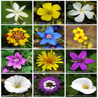 Small Flower Matchbox!