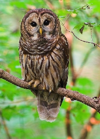 Owl postcard swap