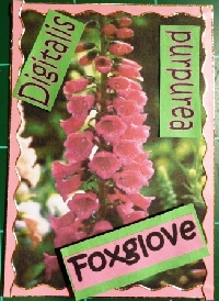 WILD FLOWERS ALPHABET ATCs - EFG & H