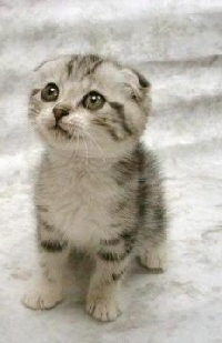 Show off your Kitty's!! (Email)
