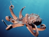 Sealife Postcard Swap #2
