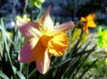 Photog Swap - Spring Theme