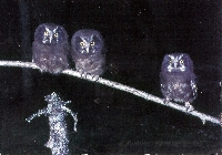 Owl postcard swap #2