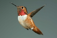 Matchbox Mafia - Heavenly Hummingbirds