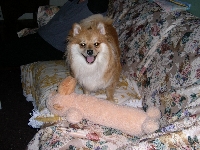 Package for our Doggies Swap  Month of June 2009: 