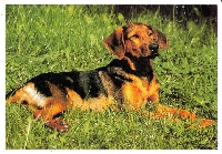 Dog Postcard Swap #3