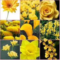 Colour Postcards - YELLOW