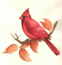 State Bird Postcard Swap