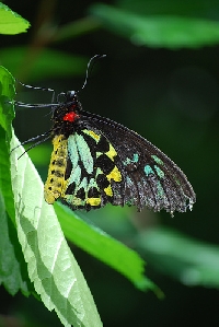 Things with Wings