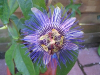 Flower/ plant seed swap-Europe