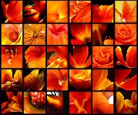 Colour Postcards - ORANGE