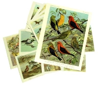 Bird ATC