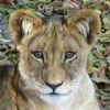 On Safari in Africa *Edited* now only 1 partner