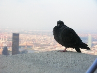Photo journal
