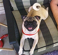 Dog ATC Series: Pug