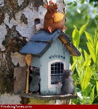 Bird House ATC