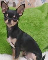 Dog ATC Series: Chihuahua
