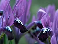  Purple Purple Purple 