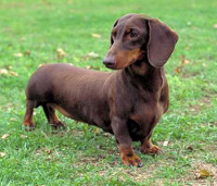 Dog ATC Series:  Dachshund