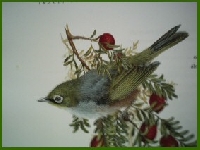 Even Sweeter Little Birds Swap
