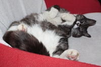 We Love Cats And Kitties :)