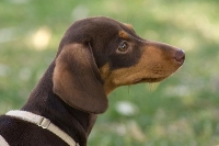 A Doxie Package
